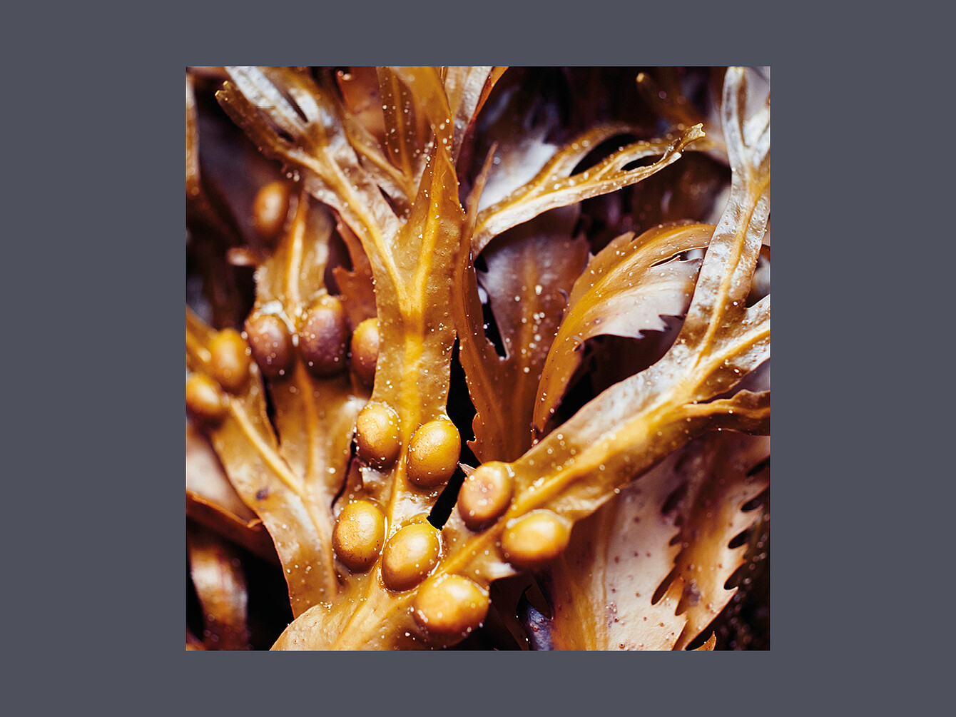 Close-up of brown seaweed with bulbous air bladders and textured fronds