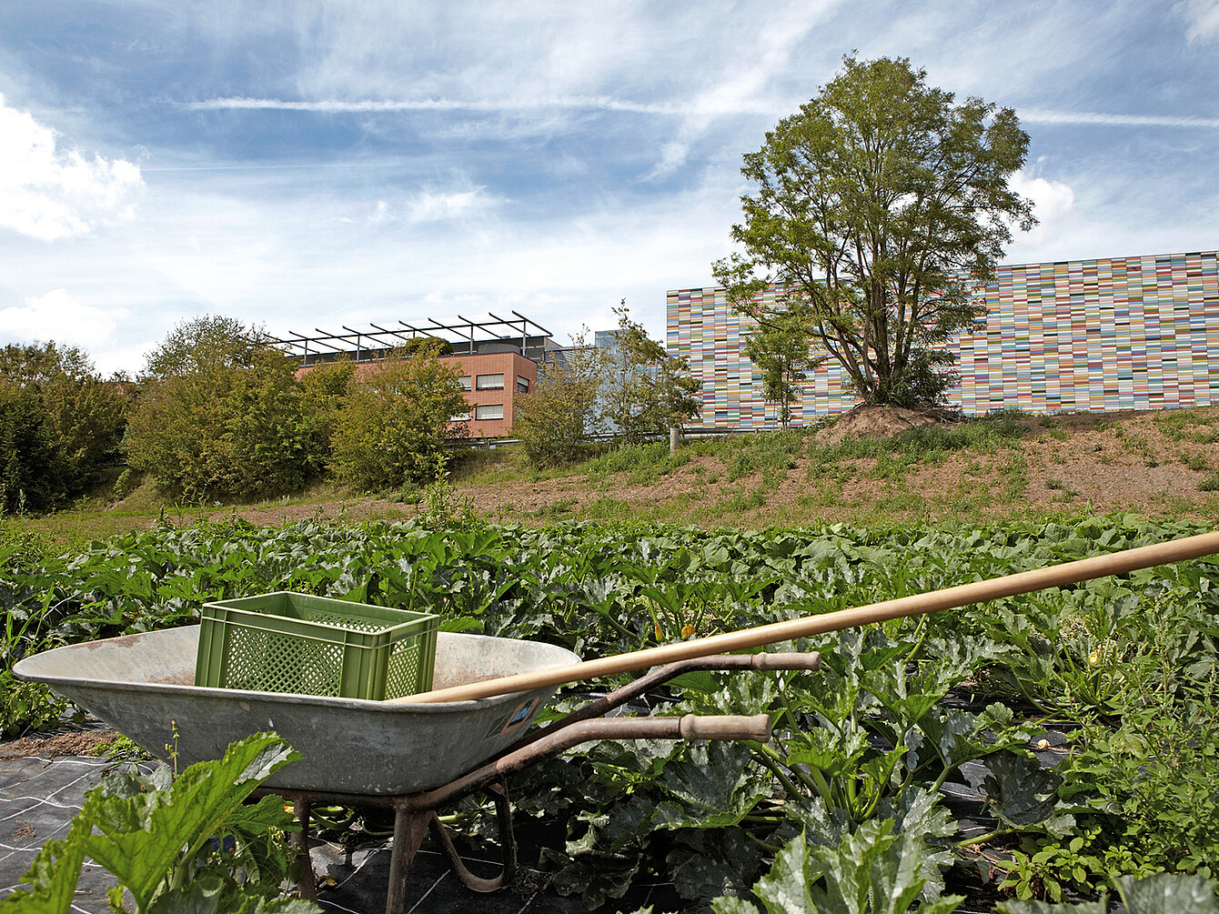 Carretilla con un cajón verde y herramientas de jardinería en un exuberante huerto cerca de modernos edificios de oficinas, destacando la restauración sostenible y la alimentación sana en la cultura del trabajo.