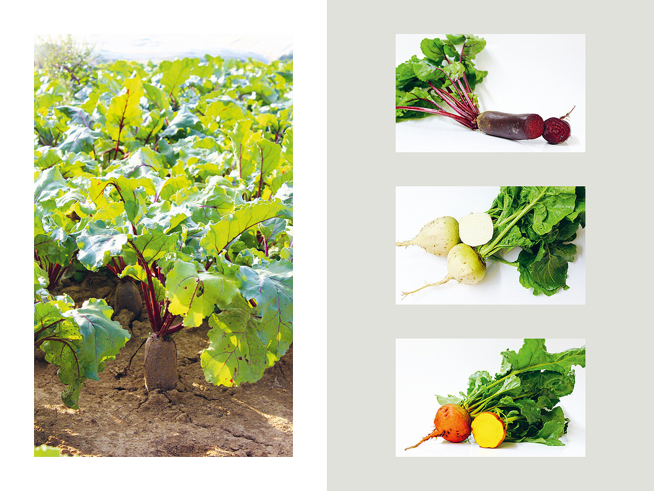 Field of red beetroot plants with visible roots in soil; three varieties of beetroot with leaves, one red with sliced cross-section, one white, and one orange with sliced cross-section.