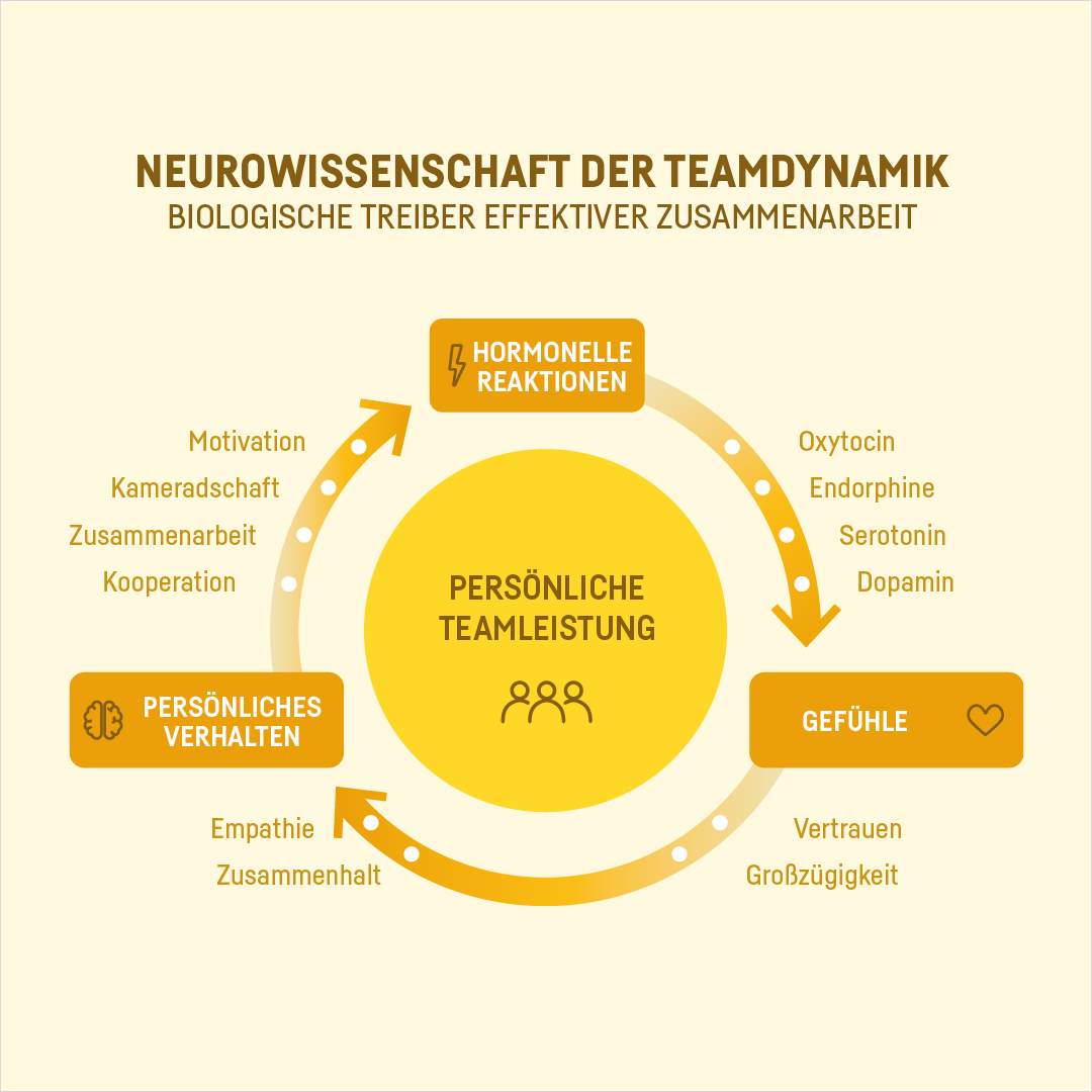 Neurowissenschaft der Teamdynamik Grafik