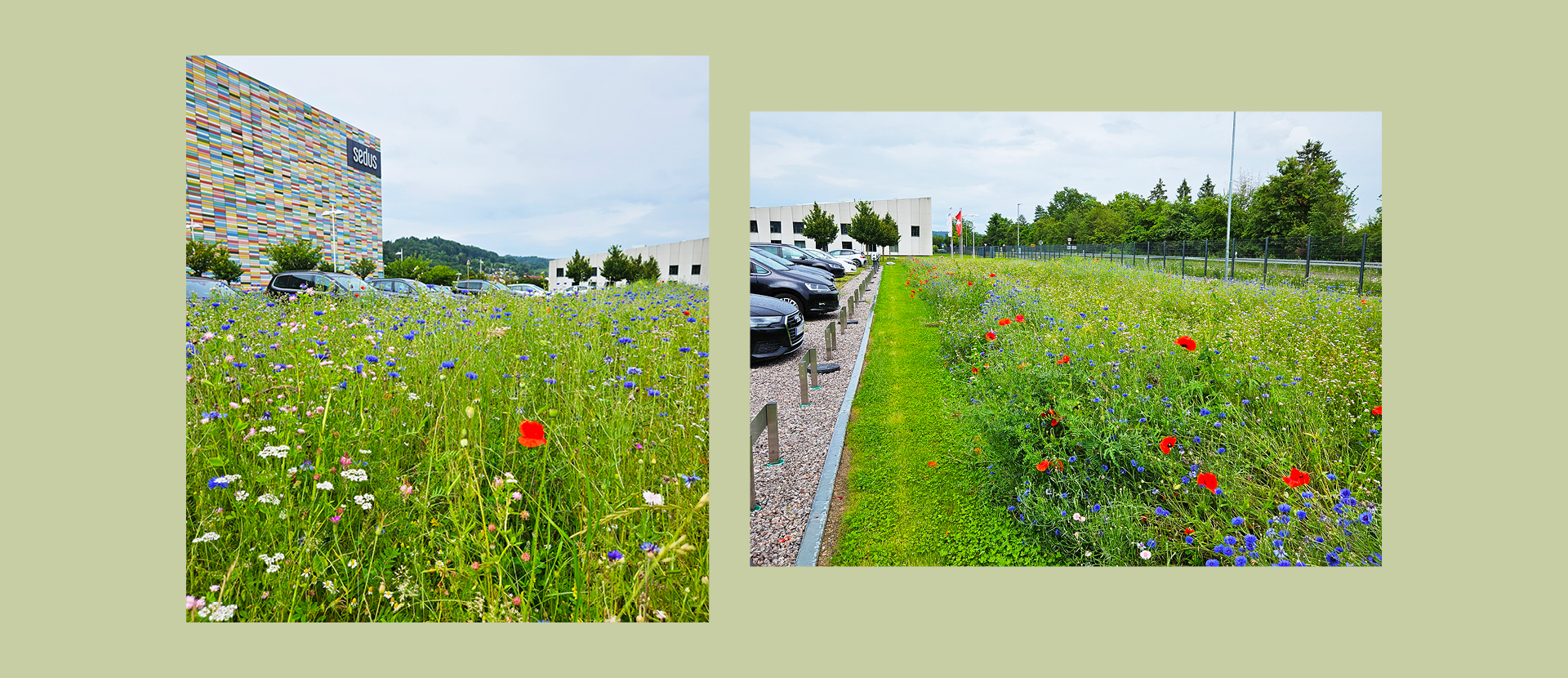 Blooming future - How Sedus combines technology and nature